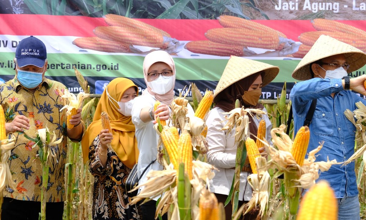 BULOG SERAP PRODUKSI JAGUNG DALAM NEGERI