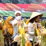 BULOG SERAP PRODUKSI JAGUNG DALAM NEGERI