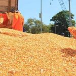 Tekan Harga Telur, BULOG Bagikan 340 Ton Jagung untuk Peternak Ayam