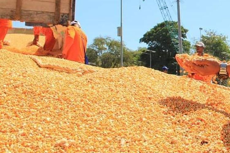 Tekan Harga Telur, BULOG Bagikan 340 Ton Jagung untuk Peternak Ayam