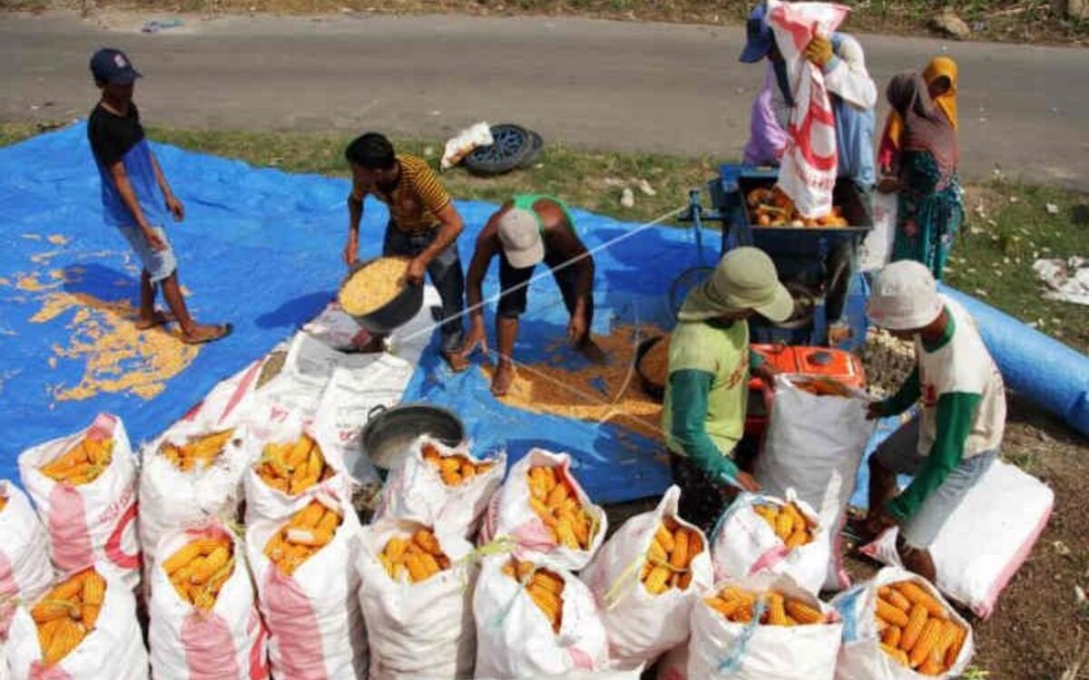 Tekan Harga Telur, BULOG Distribusikan 340 Ton Jagung Subsidi untuk Peternak Ayam di Cirebon