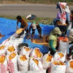 Tekan Harga Telur, BULOG Distribusikan 340 Ton Jagung Subsidi untuk Peternak Ayam di Cirebon