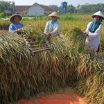 BULOG Lampung Serap Beras Petani 18 Ribu Ton