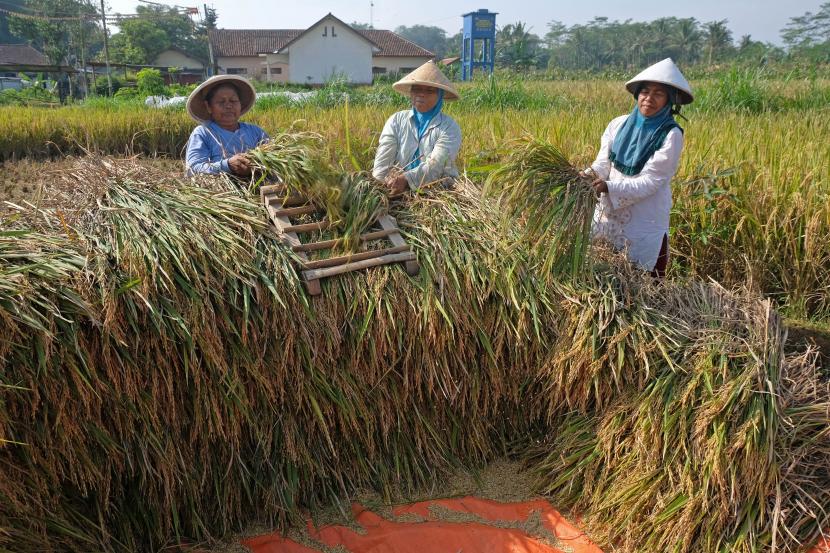 BULOG Lampung Serap Beras Petani 18 Ribu Ton