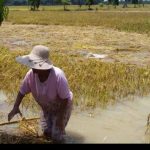 Moeldoko Tegaskan Impor Beras untuk Perkuat Cadangan: Tidak akan Ganggu Produksi Petani