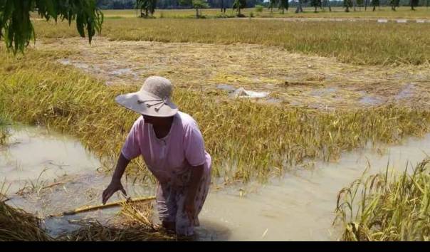 Moeldoko Tegaskan Impor Beras untuk Perkuat Cadangan: Tidak akan Ganggu Produksi Petani