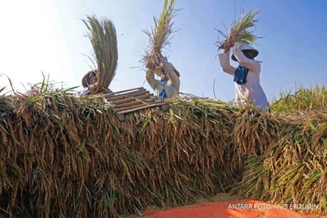 Sudah Ada Panen, Bulog Beli Beras Petani dengan Skema Komersial