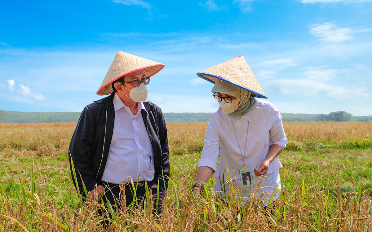 BULOG PASTIKAN STOK BERAS AMAN GUNA ANTISIPASI DAMPAK EL NINO