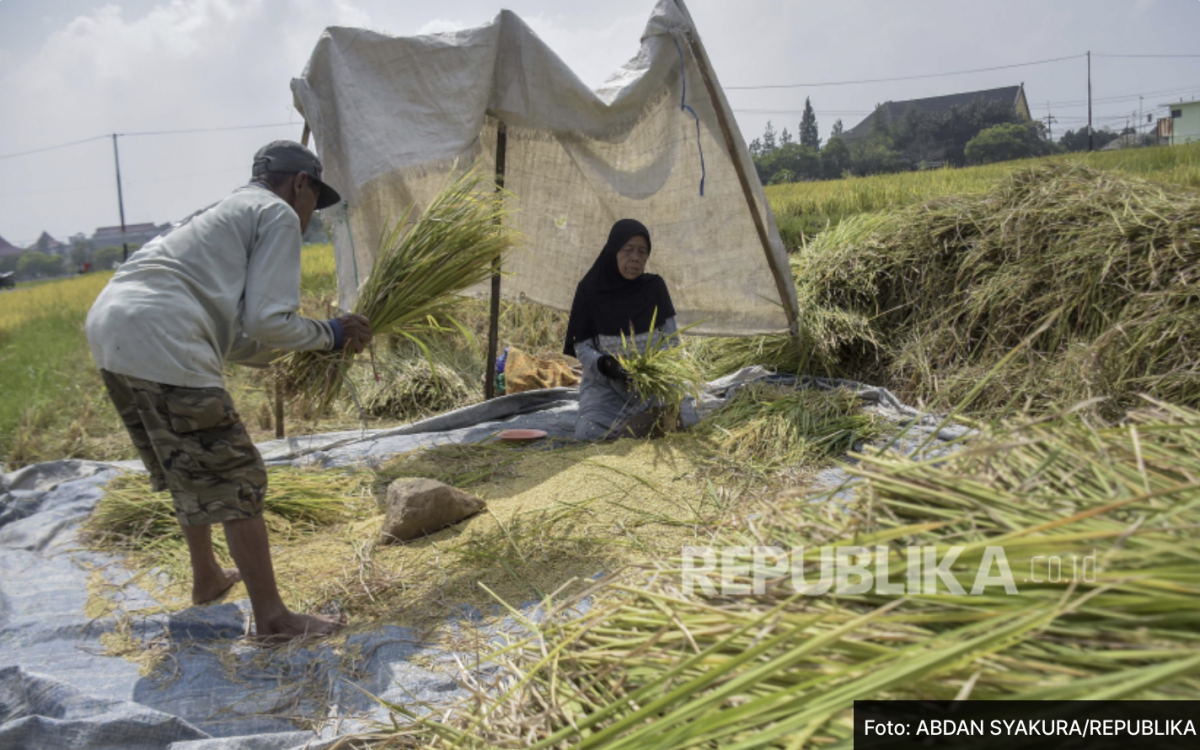 Bulog Optimalkan Penyerapan Beras Komersial di Tingkat Petani