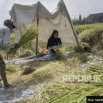 Bulog Optimalkan Penyerapan Beras Komersial di Tingkat Petani