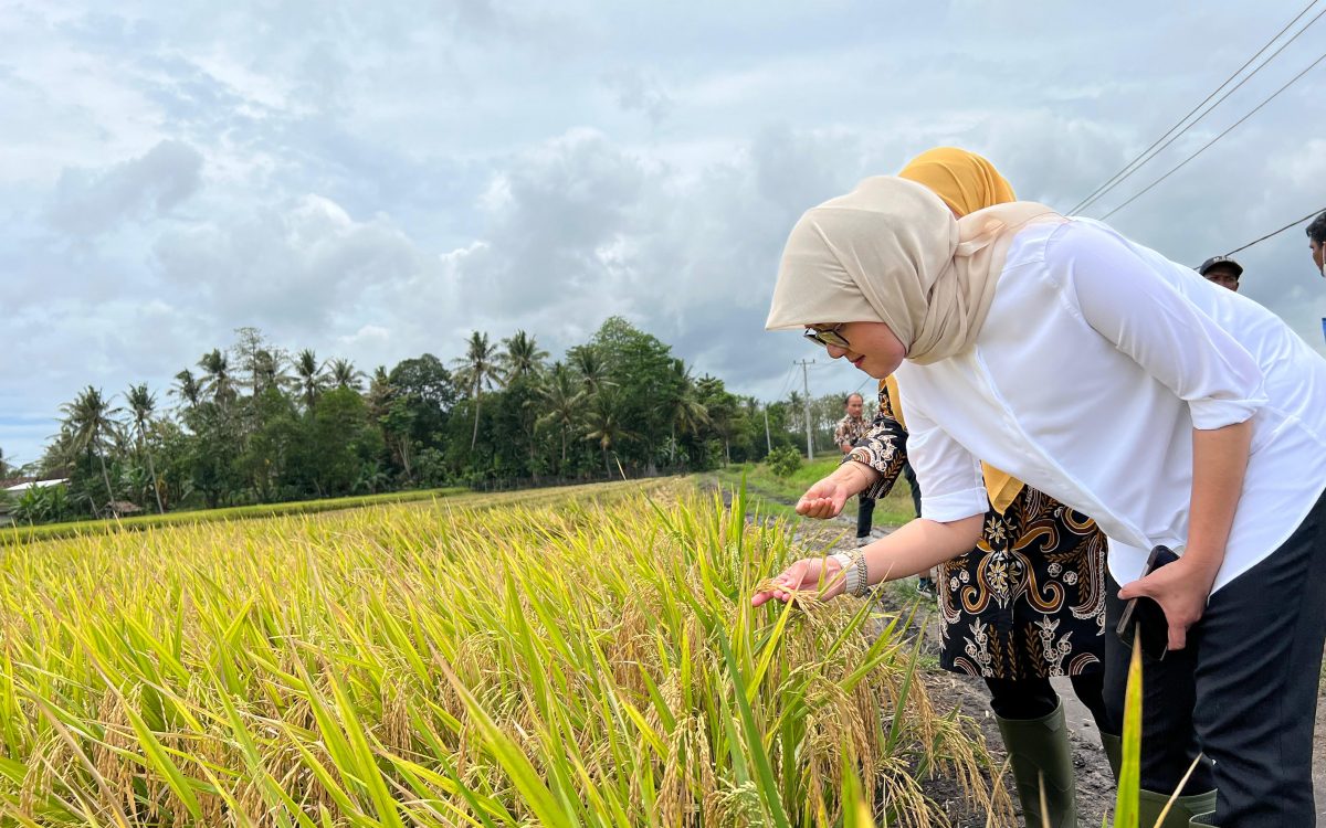 PENYERAPAN GABAH BERAS DALAM NEGERI BULOG MENCAPAI 30.000 TON SETARA GKP PERHARI