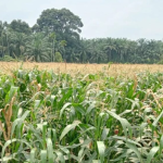 BULOG Sumbar Siap Serap 33 Ribu Ton Jagung, Dukung Instruksi Presiden Prabowo