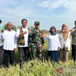 Bulog sebut TNI dan PPL berperan bantu serap gabah petani di Cirebon
