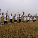 Program Jaksa Mandiri Pangan Mulai Panen, Bulog Serap Seluruh Hasil Gabah Petani