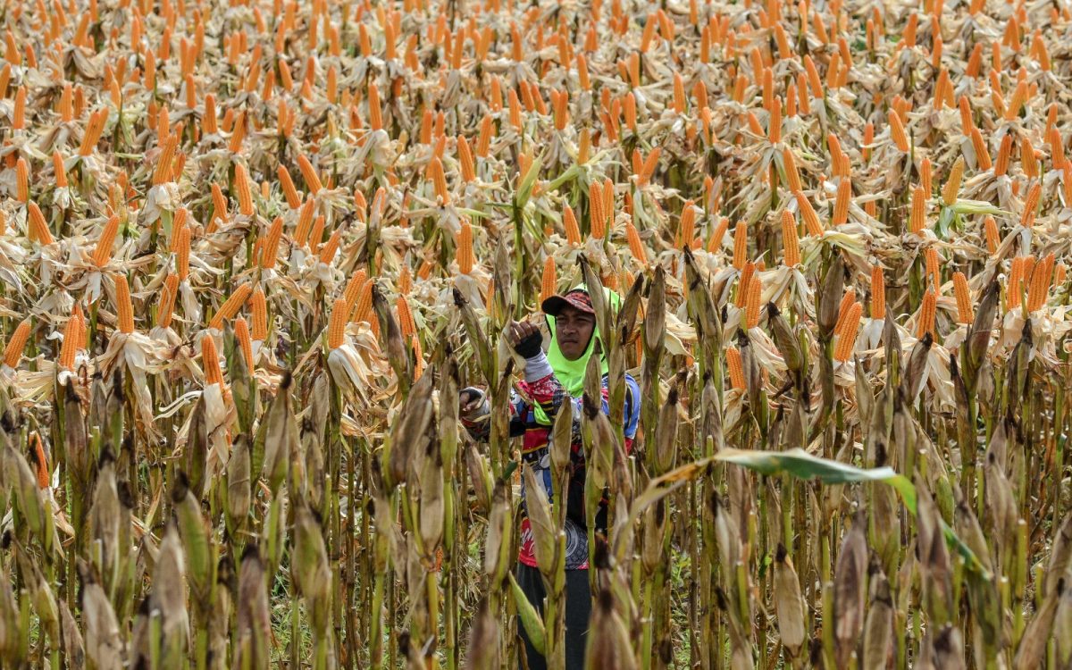 Jaga Stabilitas Pangan, Bulog & Polri Perkuat Sinergi untuk Percepat Penyerapan Jagung