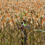 Jaga Stabilitas Pangan, Bulog & Polri Perkuat Sinergi untuk Percepat Penyerapan Jagung