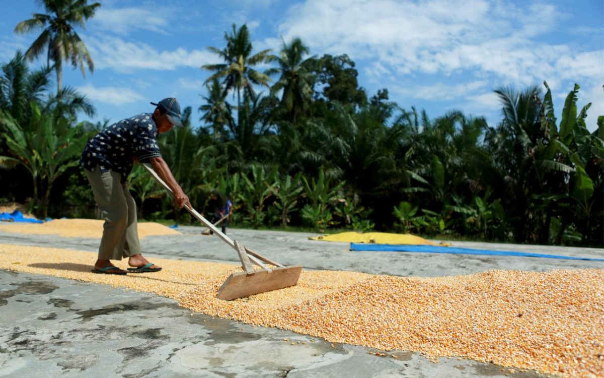 BULOG Salurkan Lebih Dari 52 Ribu Ton Jagung untuk 2.109 Peternak