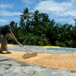 BULOG Salurkan Lebih Dari 52 Ribu Ton Jagung untuk 2.109 Peternak