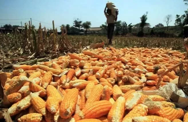 Bulog Serap Puluhan Ton Jagung dan Gabah di Wilayah Singbebas