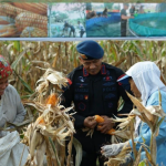 Bulog Sumut serap 2.469 ton jagung pipil hingga November 2025