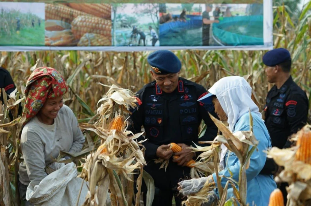 Bulog Sumut serap 2.469 ton jagung pipil hingga November 2025