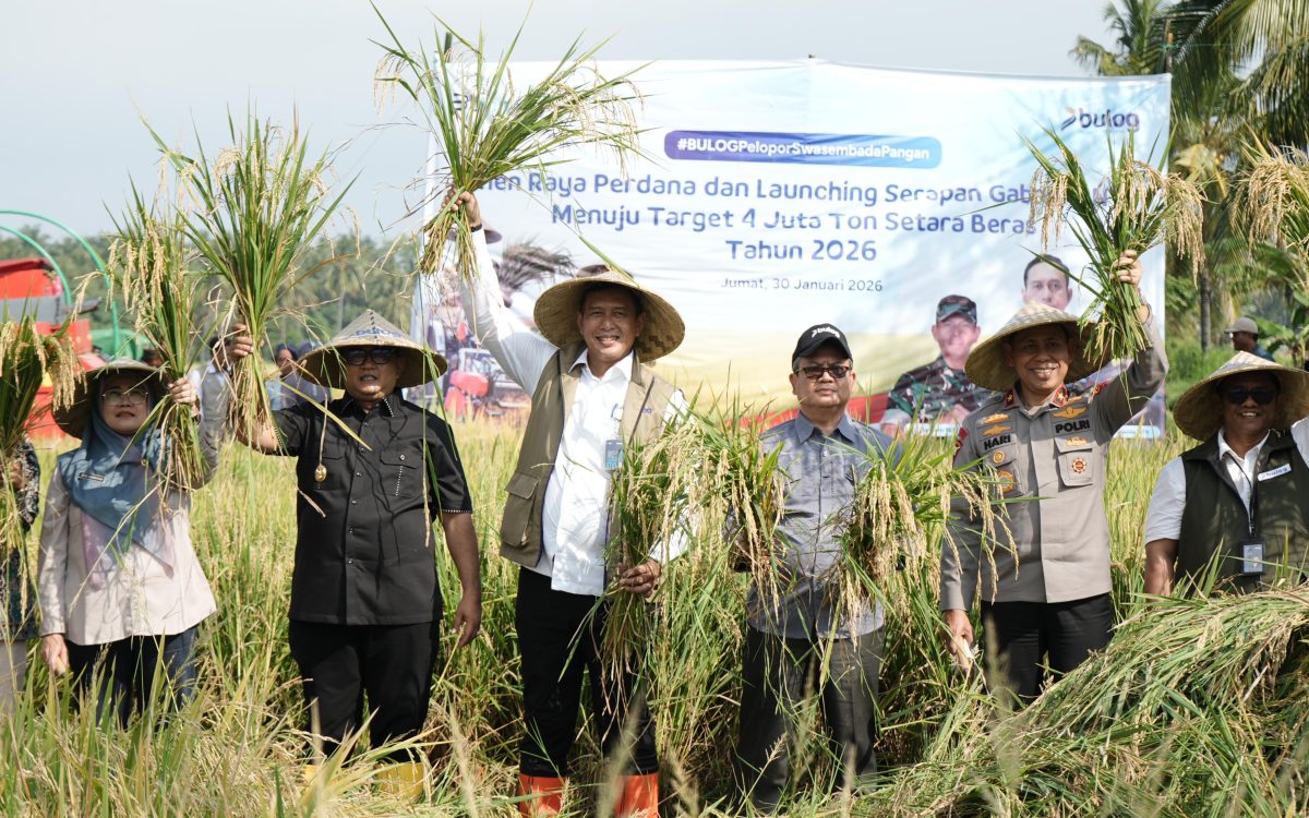 BULOG Optimalkan Serapan Gabah Di NTB Menuju Target 4 Juta Ton Setara Beras Tahun 2026