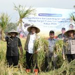 BULOG Optimalkan Serapan Gabah Di NTB Menuju Target 4 Juta Ton Setara Beras Tahun 2026