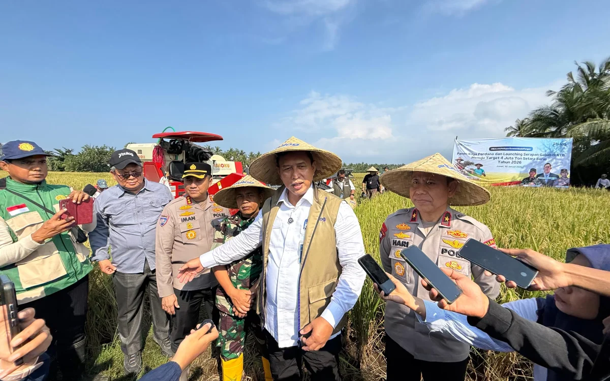 BULOG Mulai Serapan Gabah 2026 dari NTB, Target Capai 4 Juta Ton Setara Beras Nasional