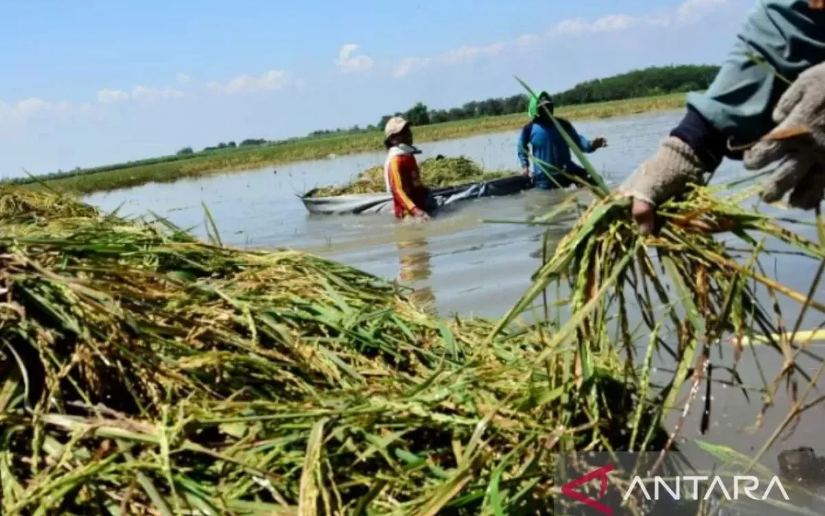 Bulog Karawang menyerap gabah 2.500 ton per hari sepanjang Januari 2026