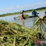Bulog Karawang menyerap gabah 2.500 ton per hari sepanjang Januari 2026