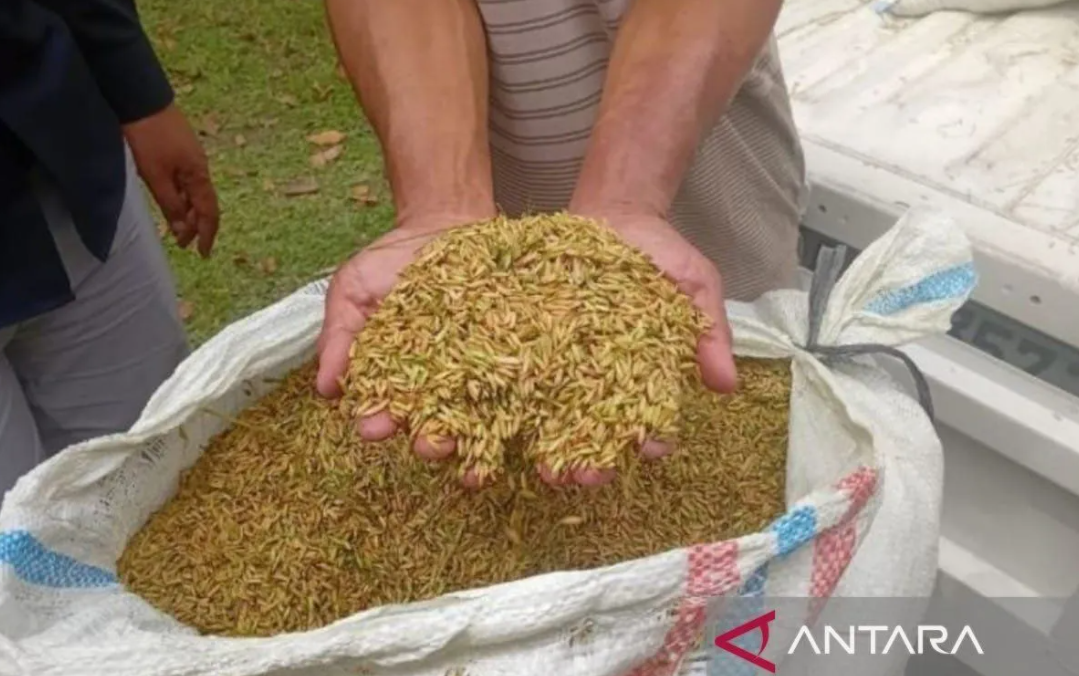BULOG Sumut Serap 1.117 Ton Gabah Petani pada Januari 2026