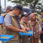 BULOG Serap Gabah Petani Terdampak Banjir di Grobogan