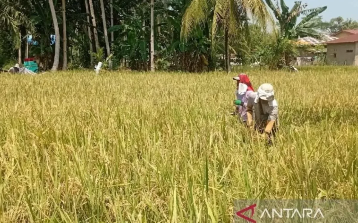 BULOG Sumut Kerahkan Tim Serap Gabah Petani Saat Libur Lebaran 2026