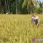 BULOG Sumut Kerahkan Tim Serap Gabah Petani Saat Libur Lebaran 2026