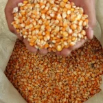 BULOG Kini Wajib Serap Minimal 1 Juta Ton Jagung Kering Petani