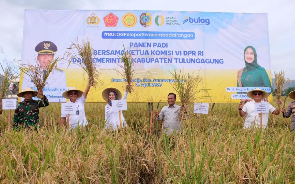 Panen Raya Tulungagung Perkuat Stok Nasional, BULOG Optimalkan Serapan untuk Ketahanan Pangan