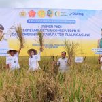 Panen Raya Tulungagung Perkuat Stok Nasional, BULOG Optimalkan Serapan untuk Ketahanan Pangan
