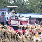 BULOG Serap Hasil Panen Raya Jagung Kuartal II, Perkuat Sinergi dengan Polri untuk Swasembada Pangan Berkelanjutan