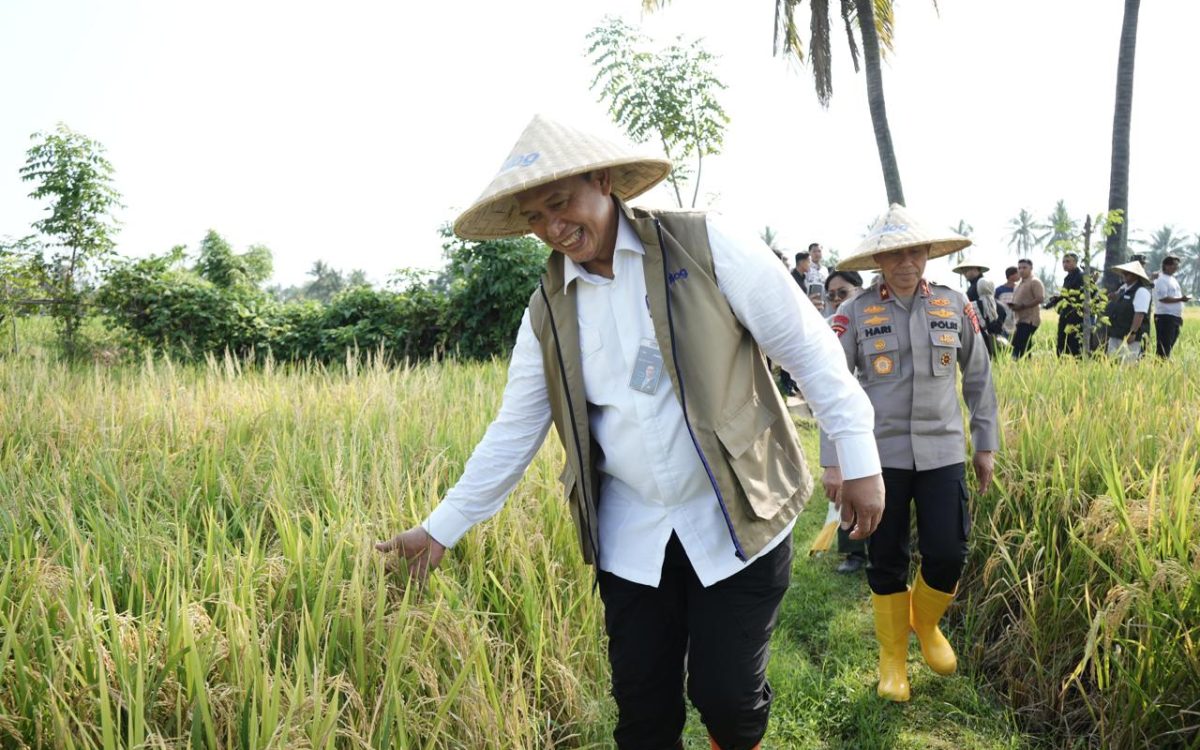 BULOG Tembus 3 Juta Ton Serapan Gabah-Beras Petani, Rekor Baru Penguatan Cadangan Pangan Nasional
