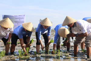 TANEM PADI DIRBIS KARAWANG